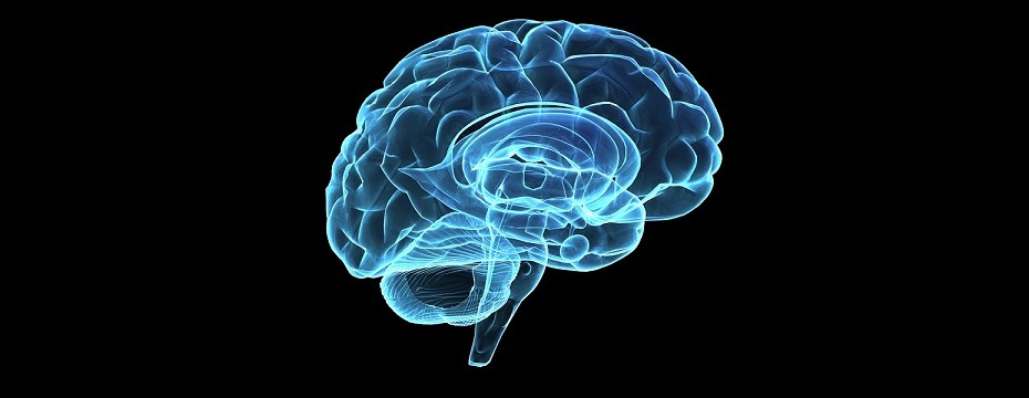 15 Awesome Facts About Brain | Tech and Facts